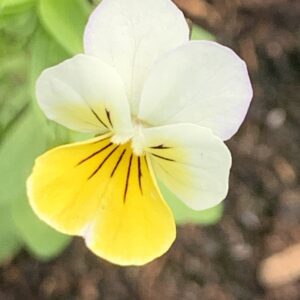 Pensée sauvage - (Viola tricolor)