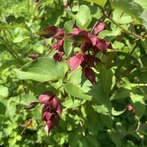 Arbre aux faisans "Purple rain" - (Leycesteria formosa)